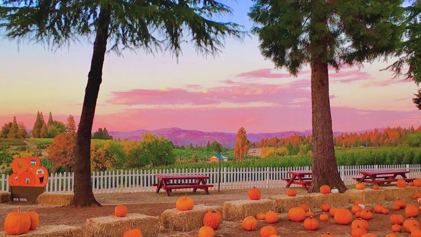 Pumpkin patch discount sacramento